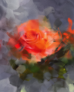 The Rose That Stayed